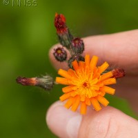 Orange Hawkweed, Fox and Cubs